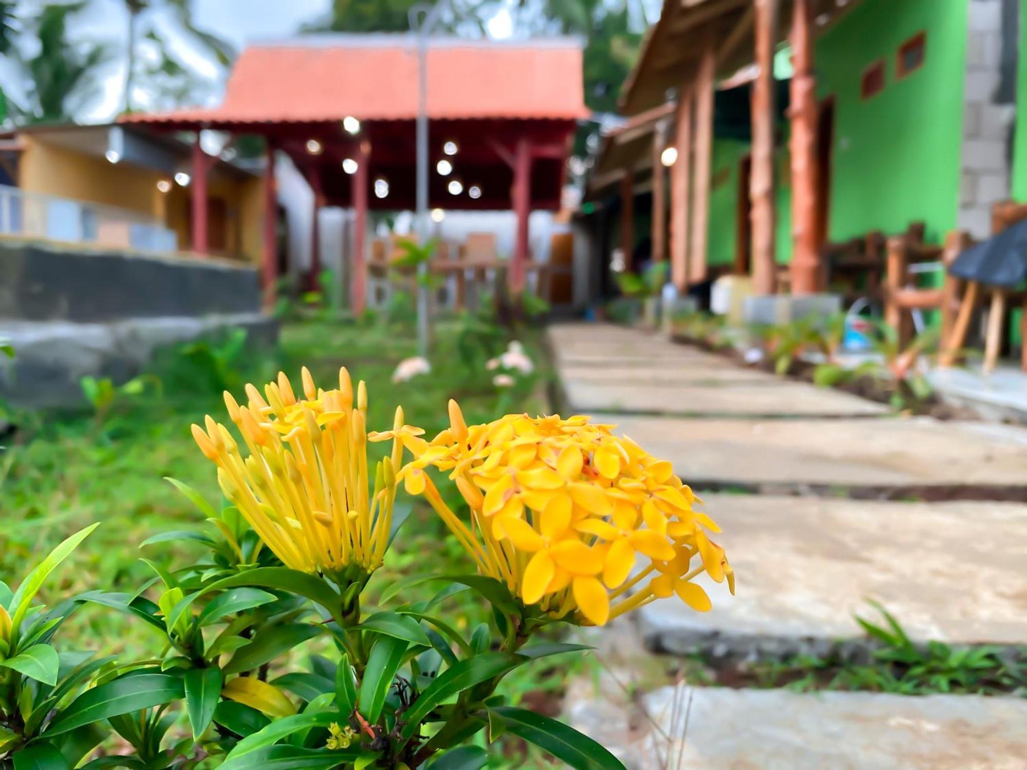 Wooden Kemiren Homestay Banyuwangi Banyuwangi  Eksteriør billede