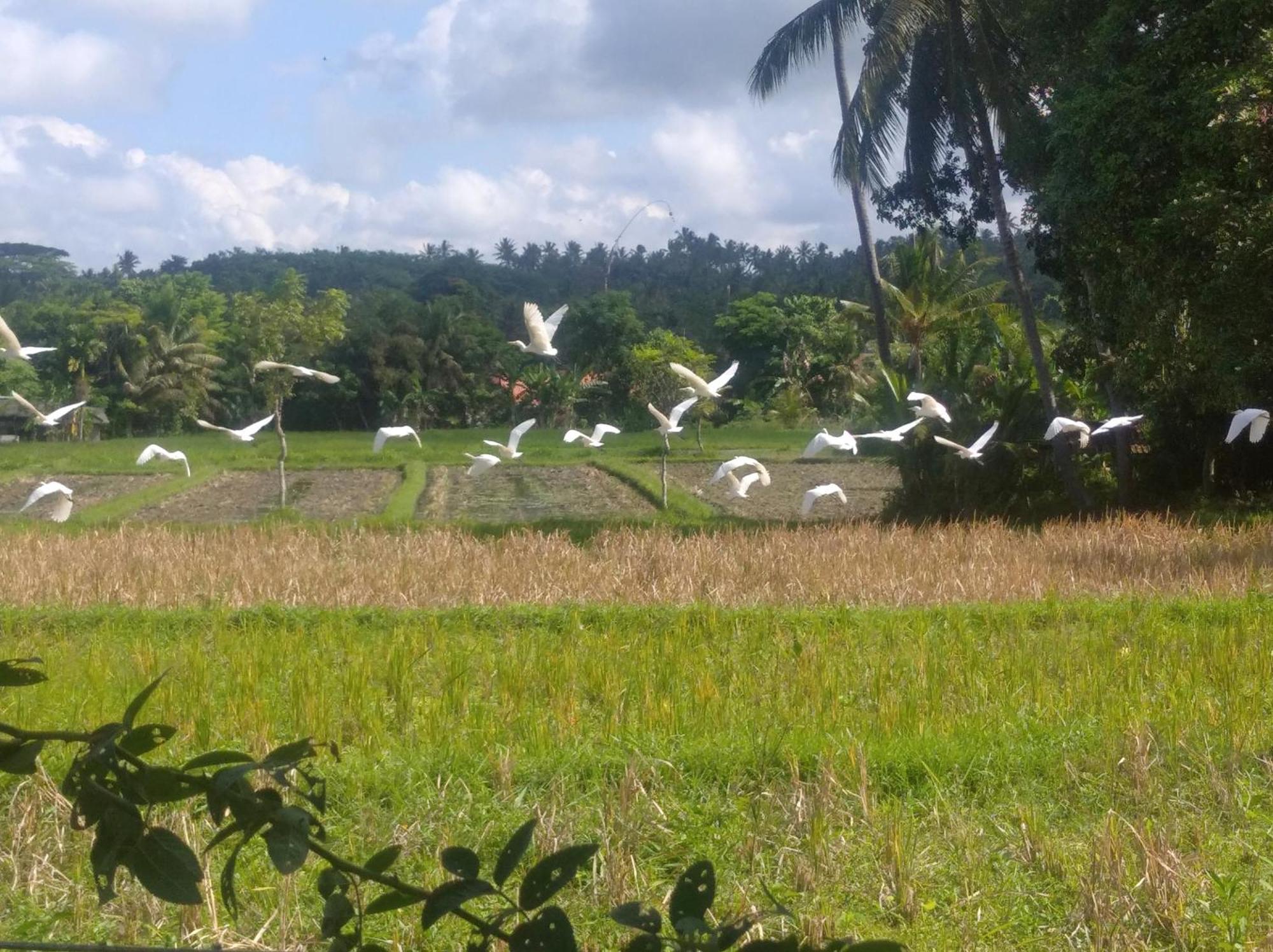 Wooden Kemiren Homestay Banyuwangi Banyuwangi  Eksteriør billede